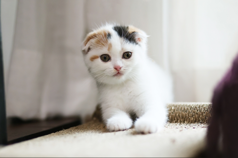 a cute calico scottish fold kitten