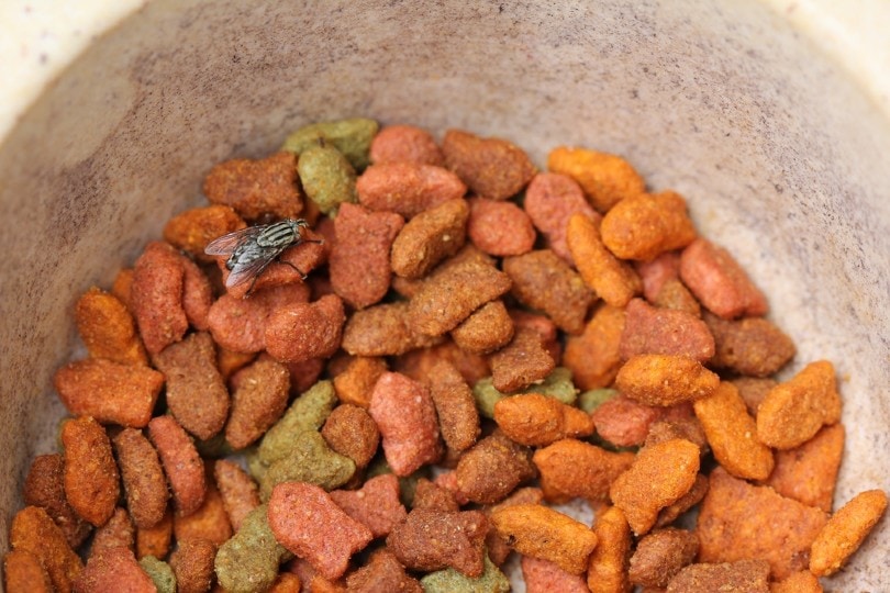 How To Keep Flies Away From Cat Food: 4 Vet-Reviewed Tips & FAQ