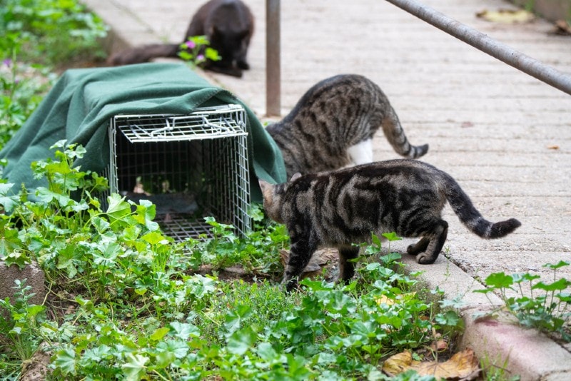 How to Trap a Feral Cat: 9 Vet-Verified Steps for TNR Programs