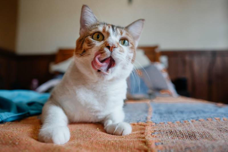 My Cat Is Smacking Their Lips, What's Wrong? Vet-Verified Reasons & Advice