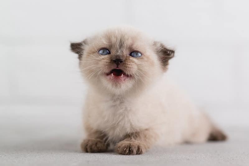 Kitten Teething: Vet Reviewed Signs, Timeline & FAQs