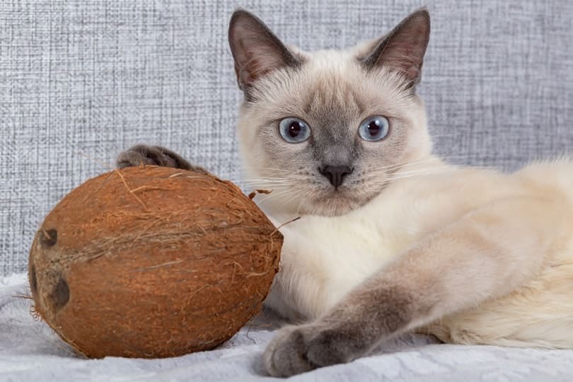 8 Health Benefits of Coconut Oil for Cats: Vet Approved Guide & Tips
