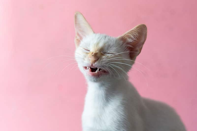 Why Is My Kitten Sneezing? 5 Vet Approved Reasons