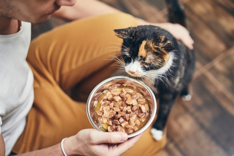 6 Signs You Need to Change Your Cat's Food: Our Vet Explains