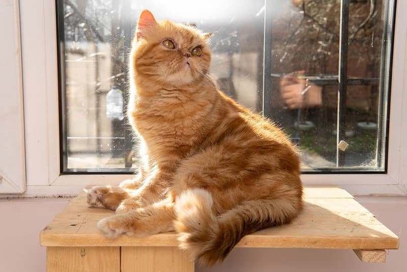 Persian Kittens for Sale in Colorado Breeders List 2026