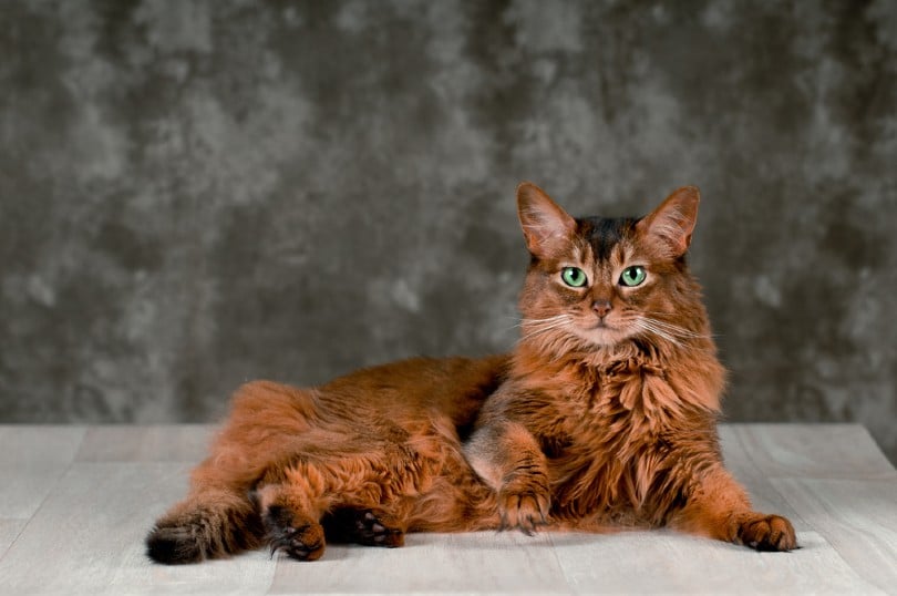 9 Types of Somali Cats: Colors & Patterns (With Pictures & Vet Verified Facts)