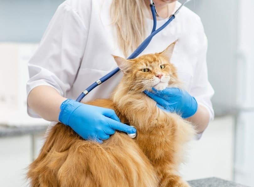 Congestive Heart Failure in Cats: Vet-Reviewed Facts & When to Euthanize