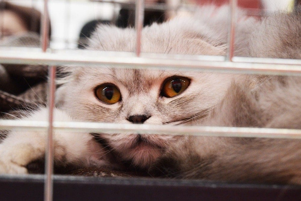 Prevention of Cruelty to Animals Month – How and When Is It Celebrated?