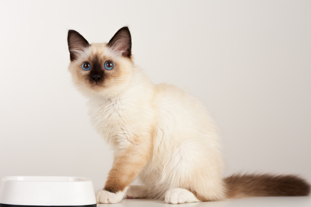 Can You Buy Cat Food With Food Stamps? Important Care Facts