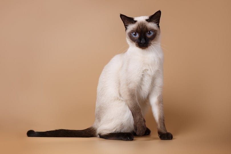 The History of Siamese Cats - Taking a Look at Their Past