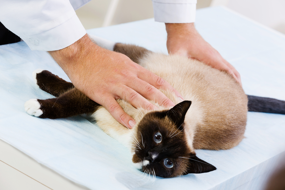 Do Cats Need Heartworm Protection Year-Round? (Vet Answer)