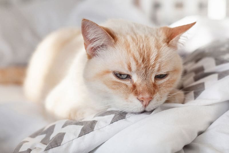 9 Common Types of Toxicosis in Cats Explained By a Vet & What to Do