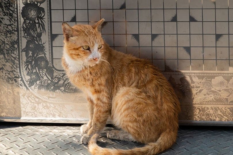 World Rabies Day 2026: Everything You Should Know (Vet-Verified)