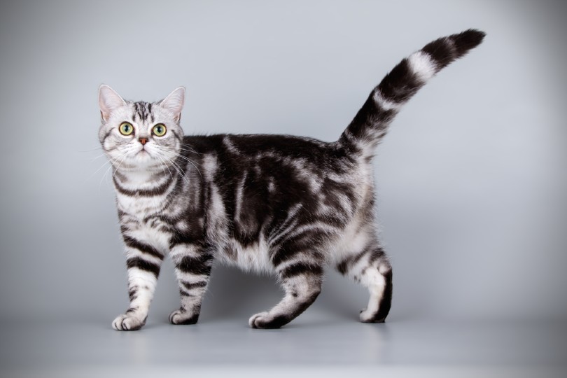 10 Fascinating Facts About Silver Tabby Cats