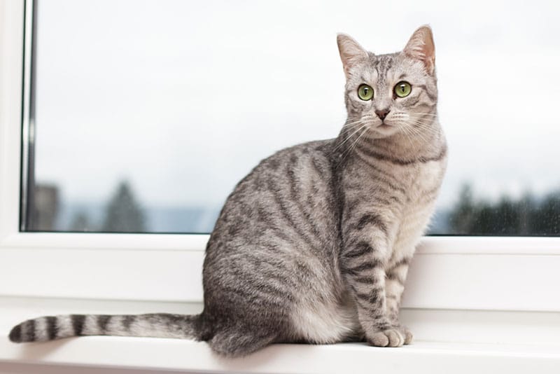 Can Humans Get Tapeworms From Cats? Our Vet Answers