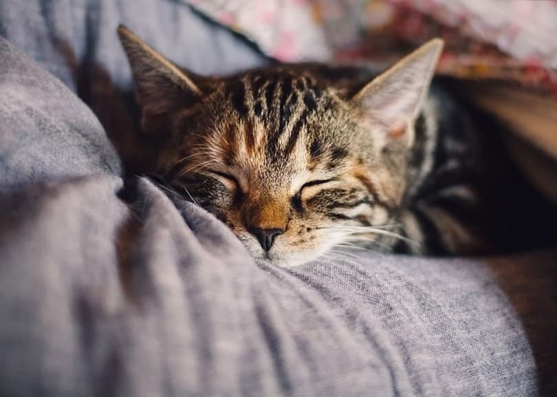 Do Cats Like Pillows? Vet-Reviewed Behavior Science & Info