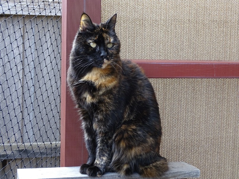 Are Tortoiseshell Cats Hypoallergenic? Vet-Approved Facts & FAQ