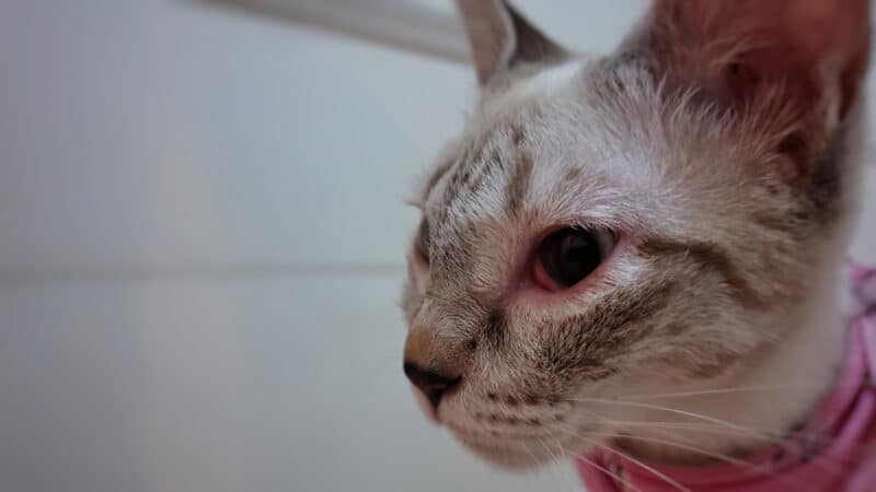 Can Cats Get Pink Eye? Vet Reviewed Facts & FAQ