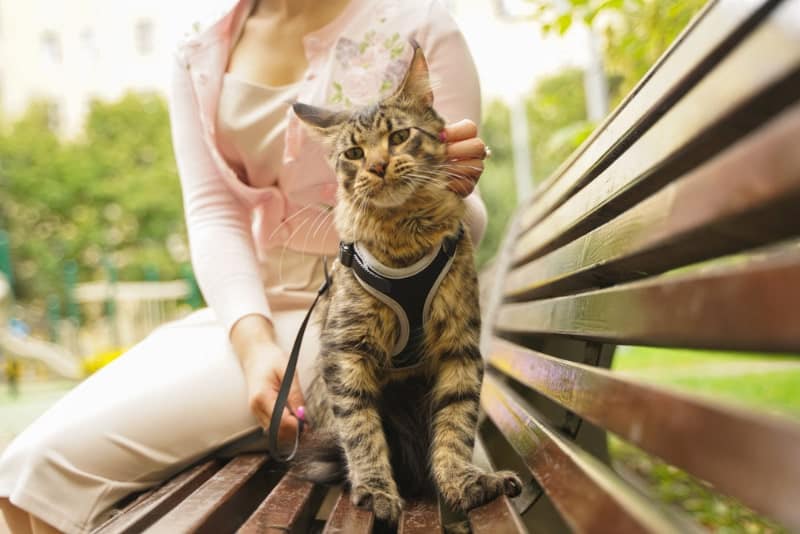 Cats' Experience With Leash Training: Adventures, Challenges & More