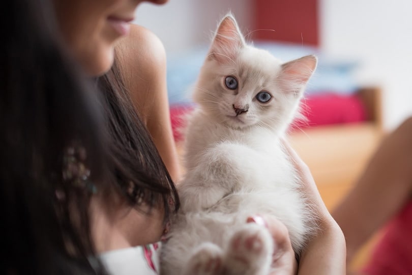 How Long Can You Leave a Kitten Home Alone? Vet Approved Tips
