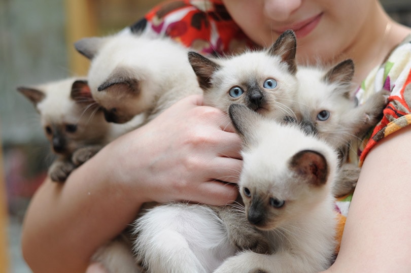 How Many Cats Can You Own In California (Legally & Ethically)