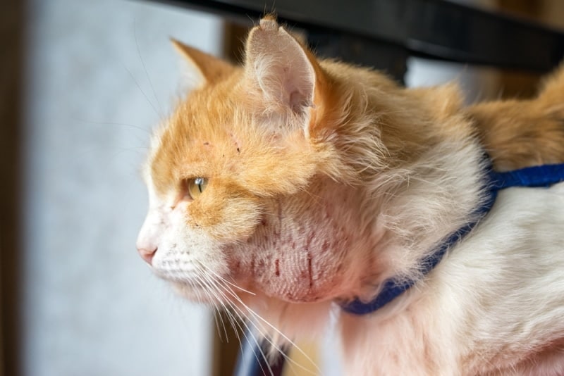 Will a Cat Abscess Heal on Its Own? Our Vet Explains Causes, Treatment & Prevention