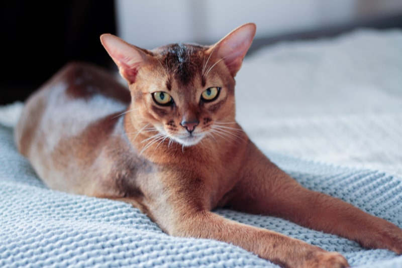 Do Abyssinian Cats Shed a Lot? Vet-Reviewed Care Facts