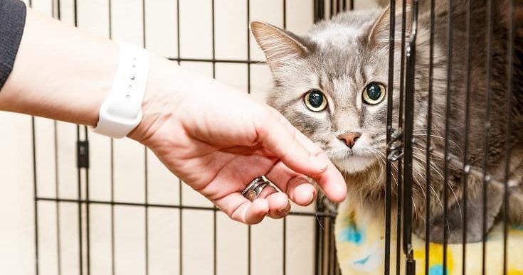 What Should I Do for Adopt a Cat Month? 5 Great Ways to Help