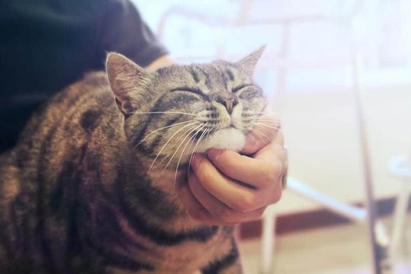How Much Do Male Cats Purr? Vet-Verified Facts & FAQ
