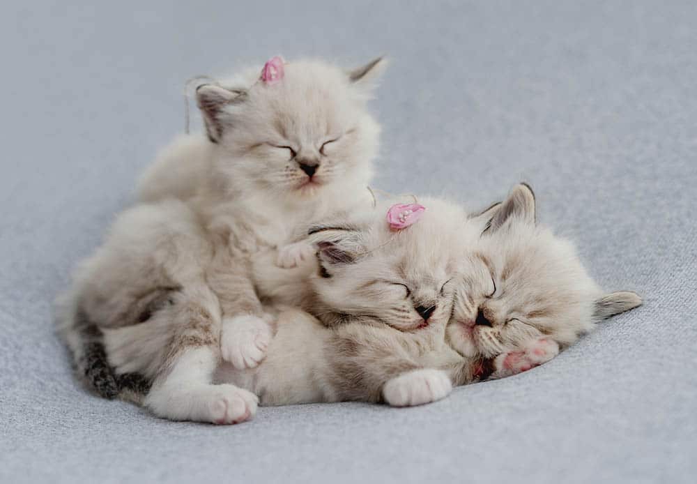 Ragdoll Kittens for Sale in Minnesota: Breeders List 2026