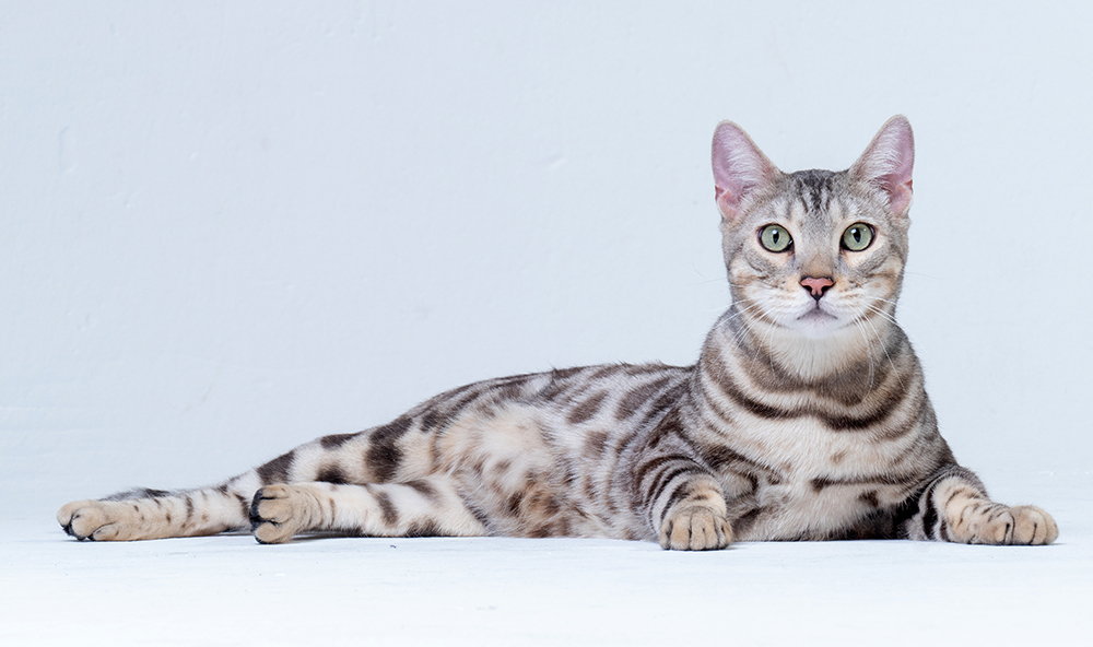 Is There a Link Between Cat Coat Color & Personality? 5 Commonalities