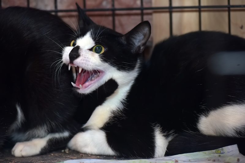 aggressive cat in a cage in a shelter