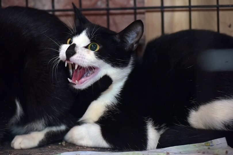 Rabies in Cats: Our Vet Explains the Causes, Signs & Treatment