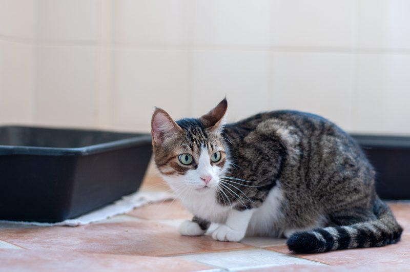 Constipation in Cats: Our Vet Explains the Signs, Causes & Treatment