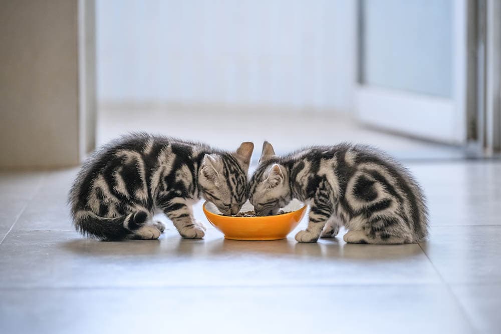 8 Best Kitten Foods for Sensitive Stomachs in 2026 - Reviews & Top Picks