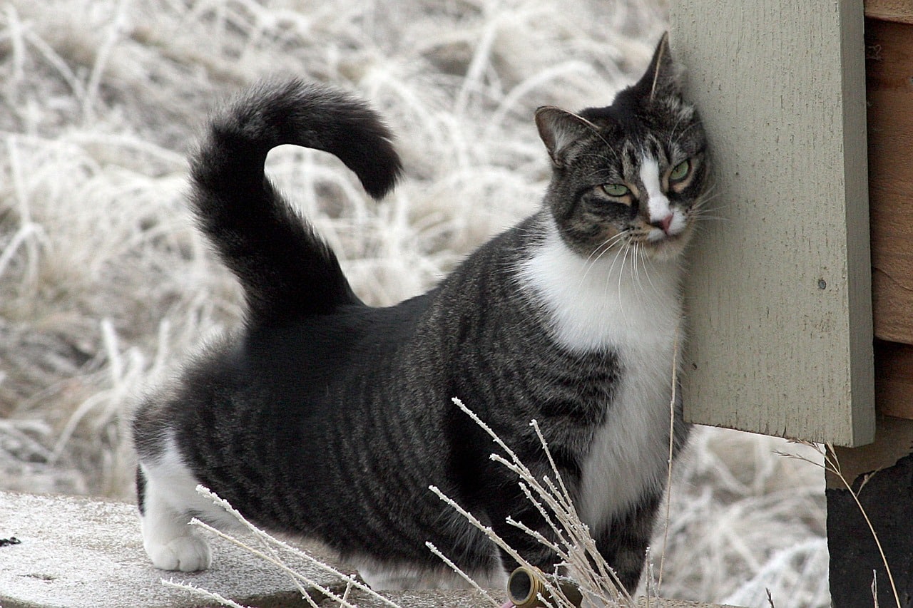 Why Do Cats Rub Their Face on Things? 6 Vet-Verified Reasons