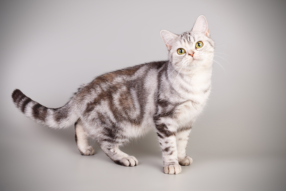 American Shorthair Cat Breed: Info, Pictures, Temperament & More