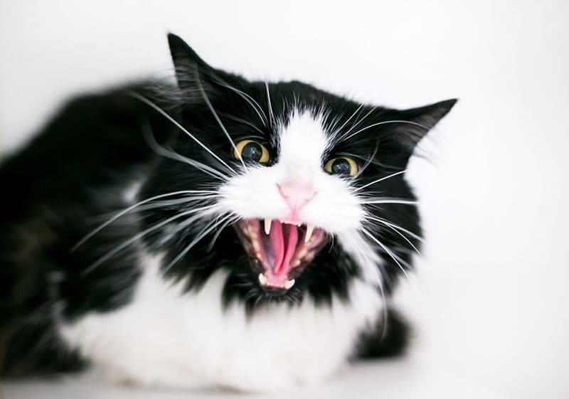 Do You Have an Aggressive Cat? Vet-Reviewed Triggers and Management