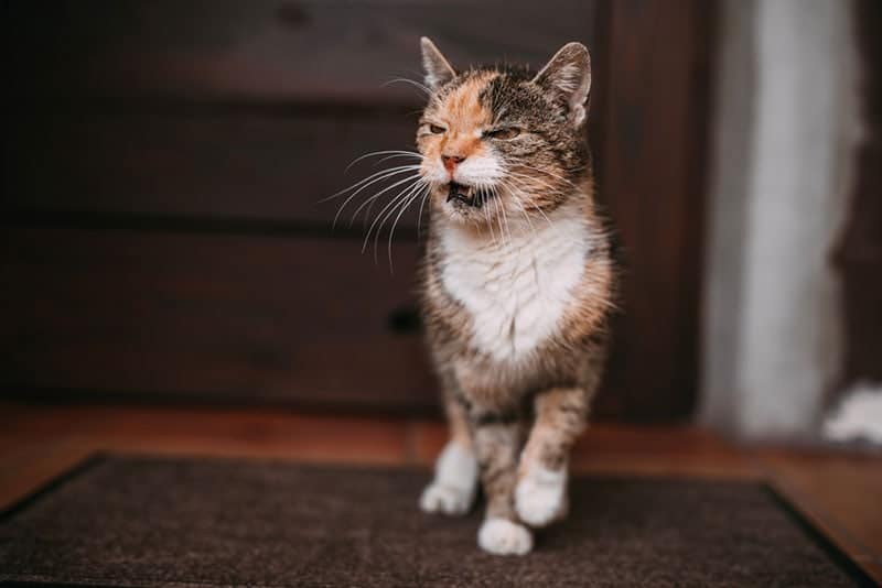 Do Cats Get Mad When You Leave? Feline Feelings Explained