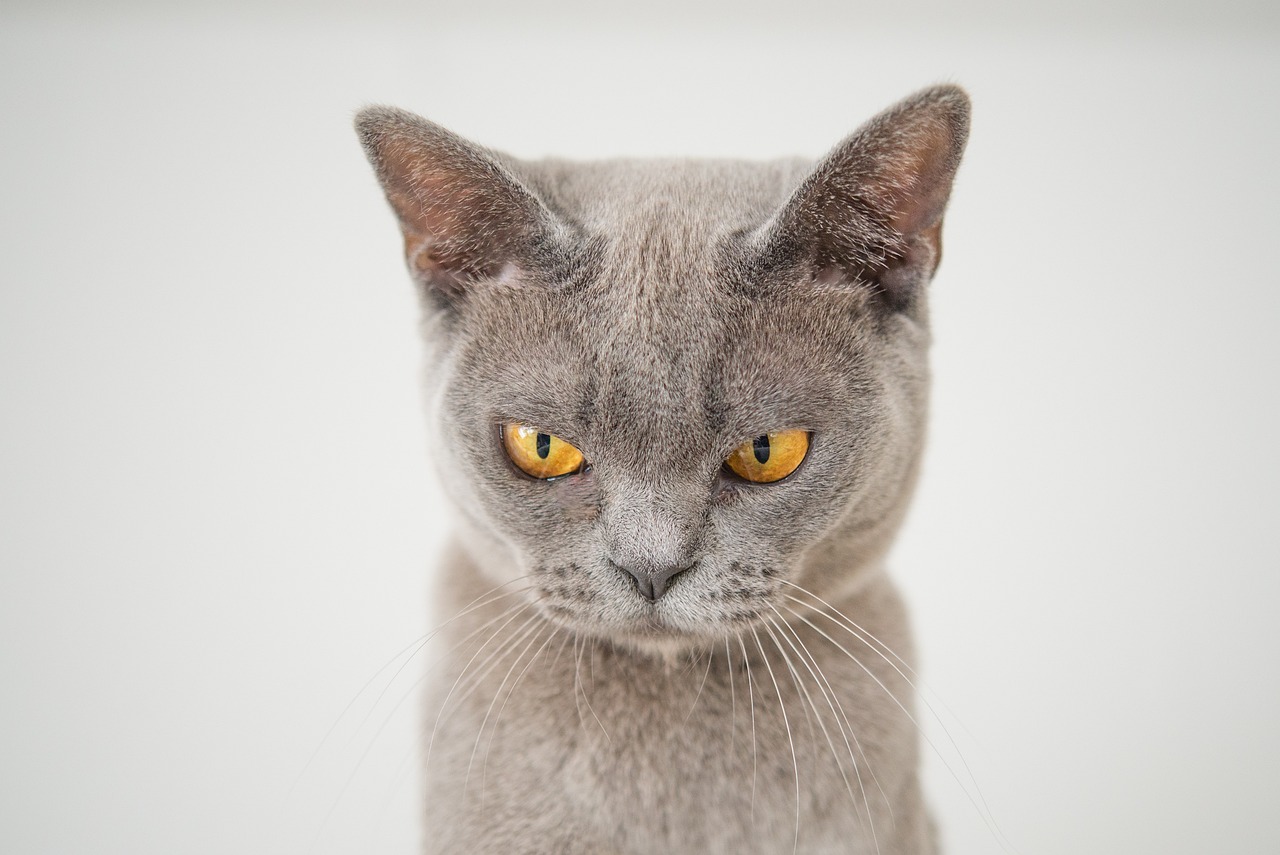 angry cat close up
