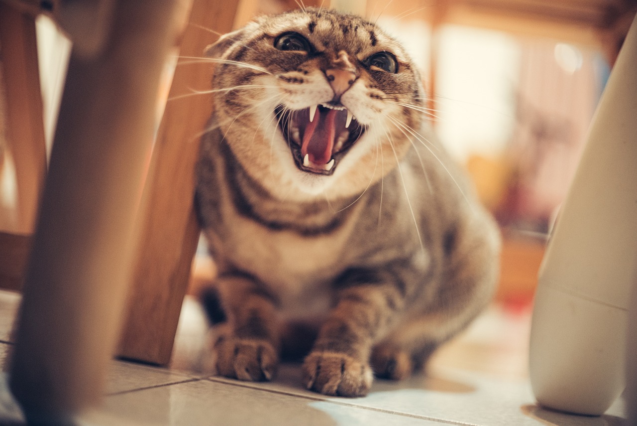 Why Does My Cat Growl? Meaning, How You Should React & FAQ (Vet-Verified)