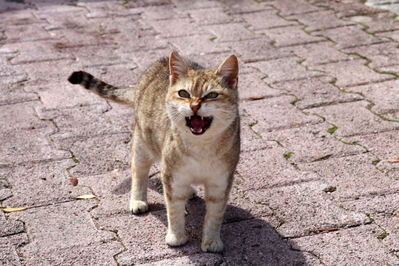 Why Do Cats Howl? Vet-Approved Reasons & What to Do