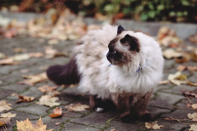 Birman cat outdoors