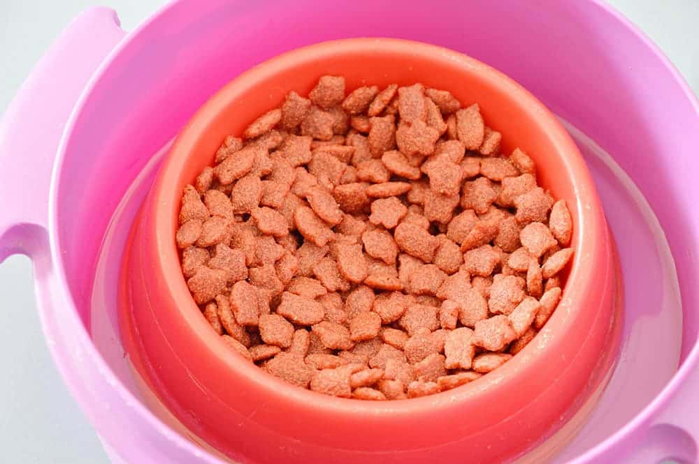5 DIY Ant-Proof Cat Bowls: Vet-Approved Ideas To Try Today (With Pictures)