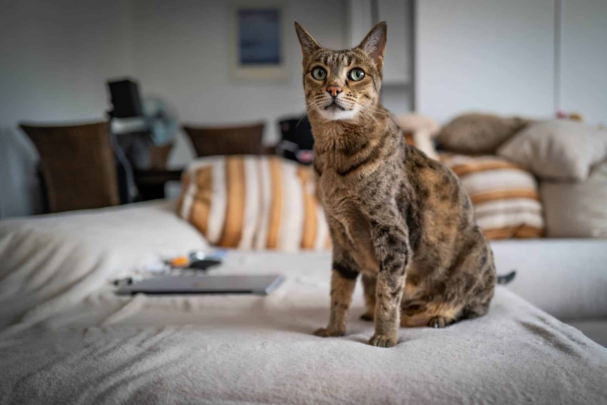 16 Vet-Verified Tips for Moving House With a Cat