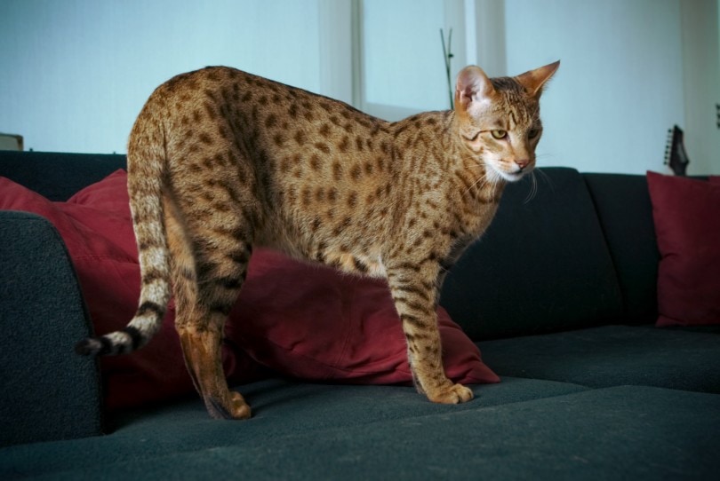 How Much Does It Cost to Own a Ashera Cat? 2026 Price Guide