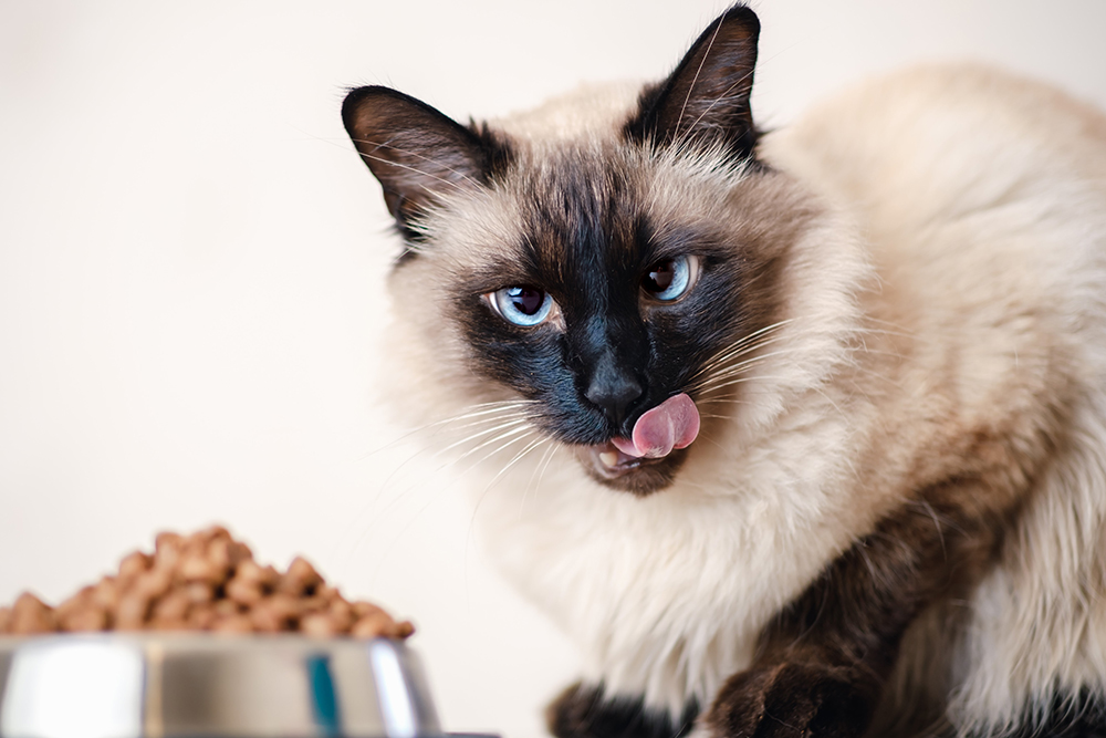 balinese cat eating
