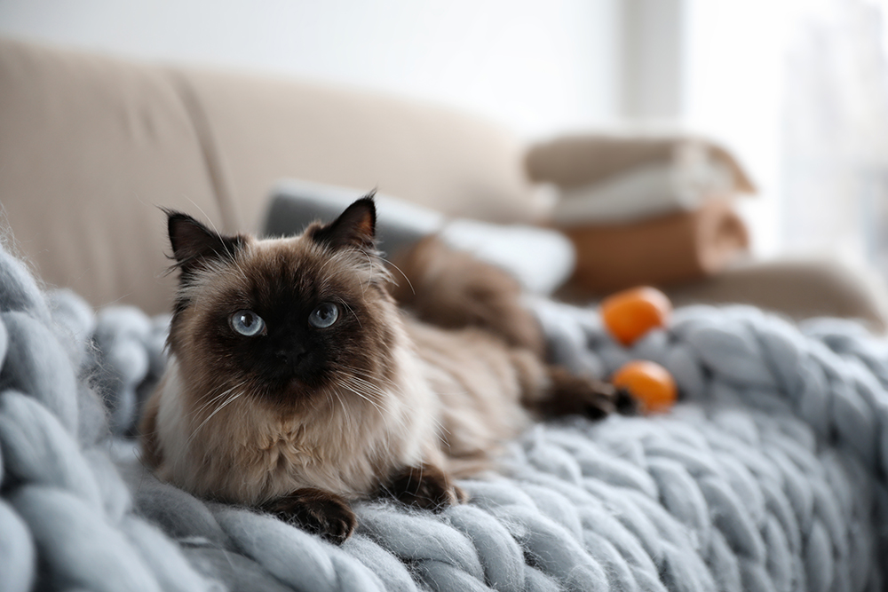 Does My Indoor Cat Need a Rabies Shot? Vet-Reviewed Facts & FAQ