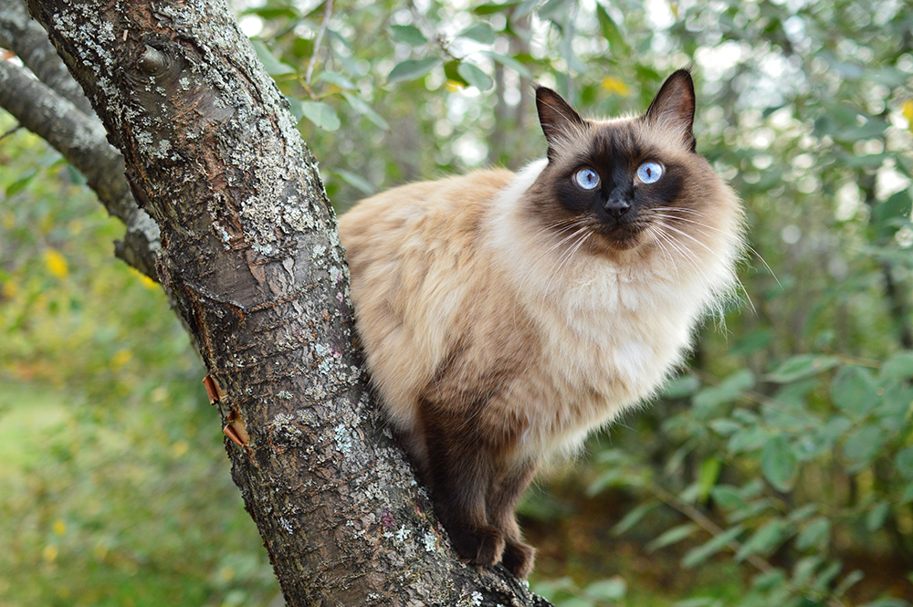 26 Medium-Hair Cat Breeds (With Info & Pictures)