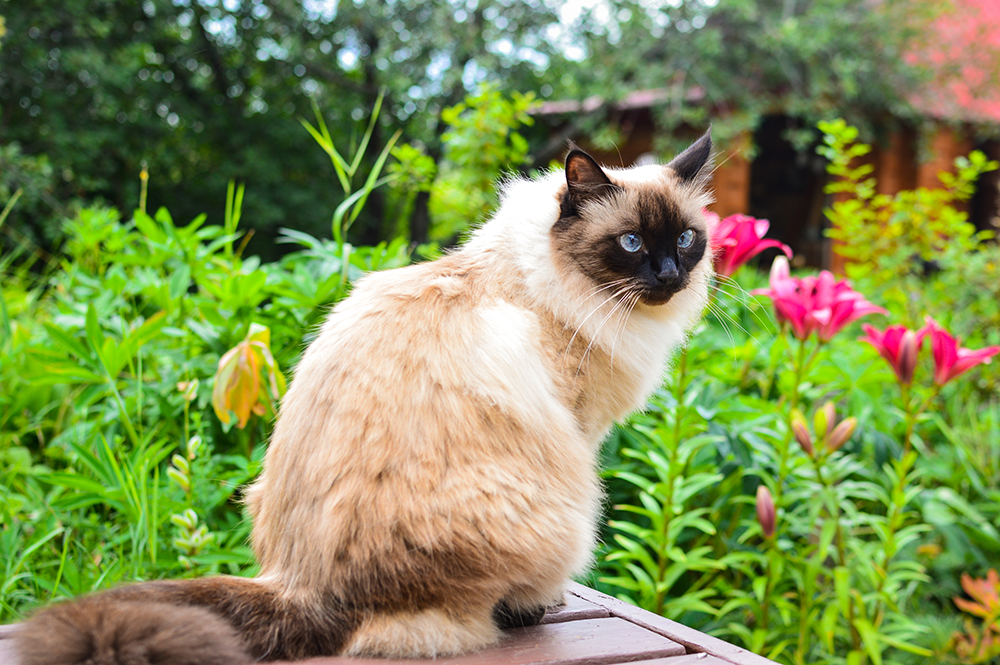 balinese cat sitting near the garden